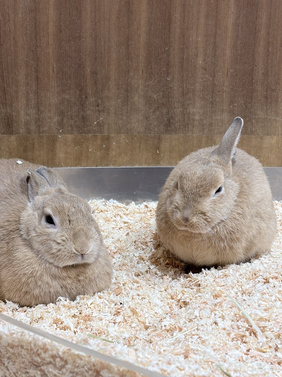 床鰻のかのんぴ tweet media