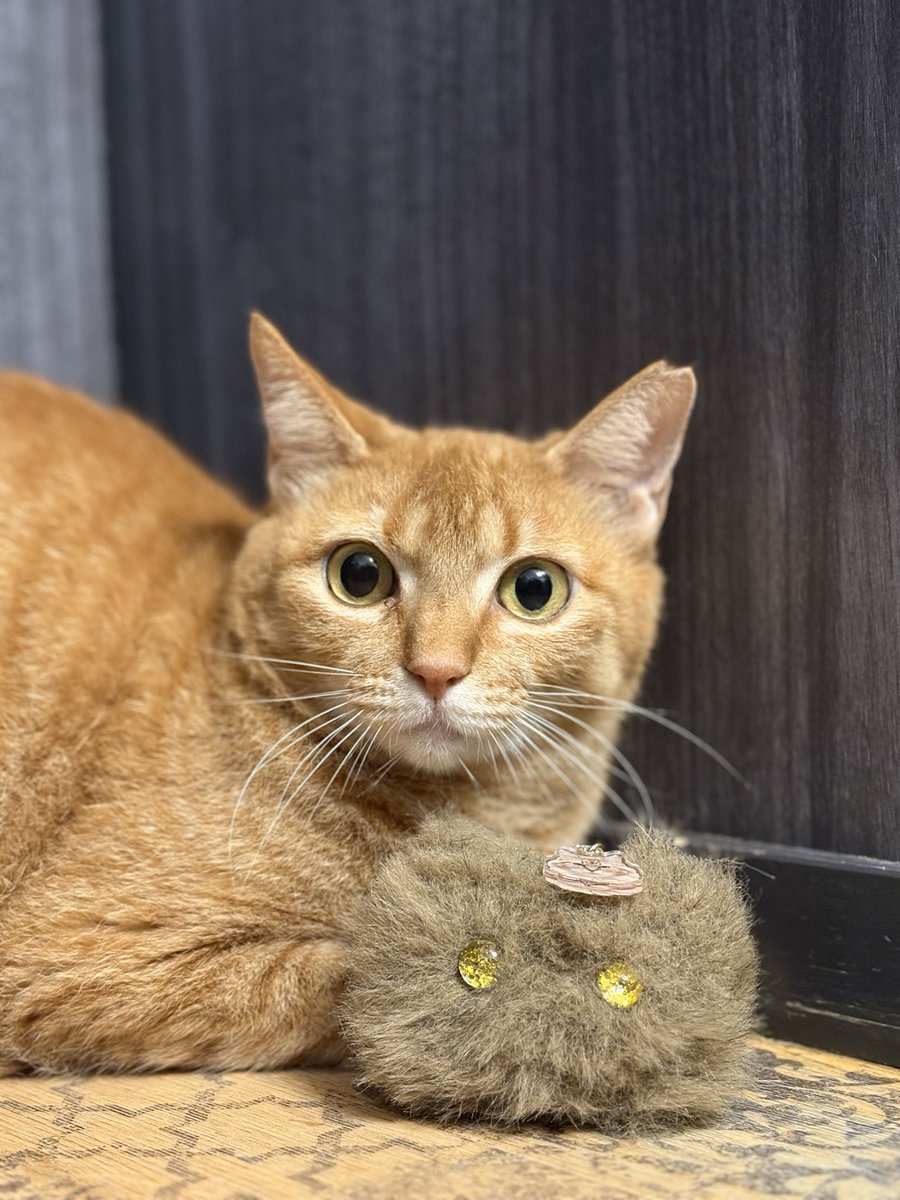 ななみ tweet media