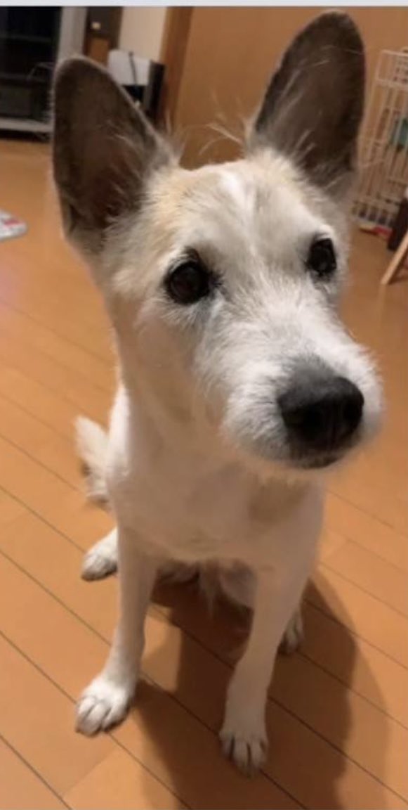 ミニワン tweet media