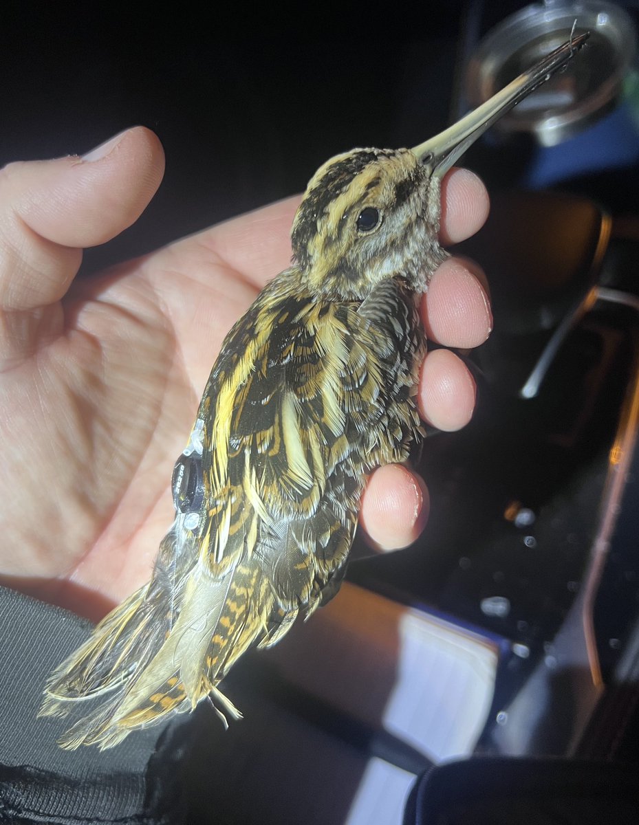 West Midlands Ringing Group tweet media