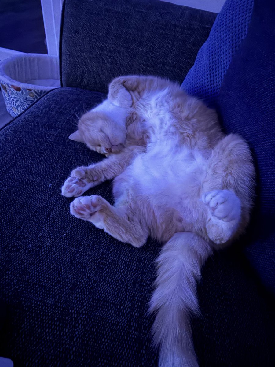 NeilBright's tweet photo. @cutiieepie6 Nobby &amp; Arlo 🐈🐈‍⬛ https://t.co/giCn1D08d0