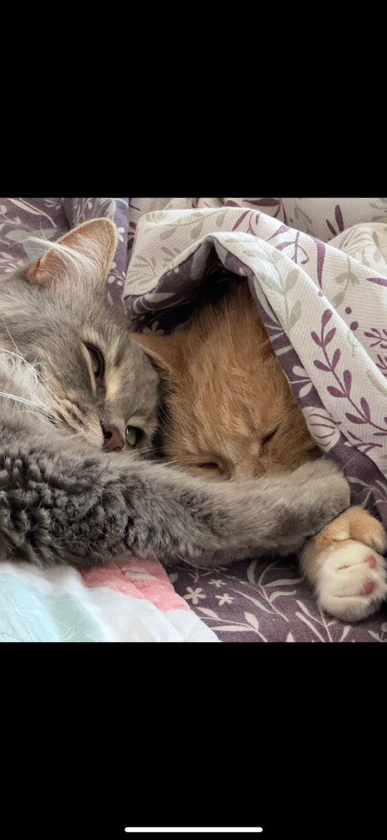 NeilBright's tweet photo. @cutiieepie6 Nobby &amp; Arlo 🐈🐈‍⬛ https://t.co/giCn1D08d0