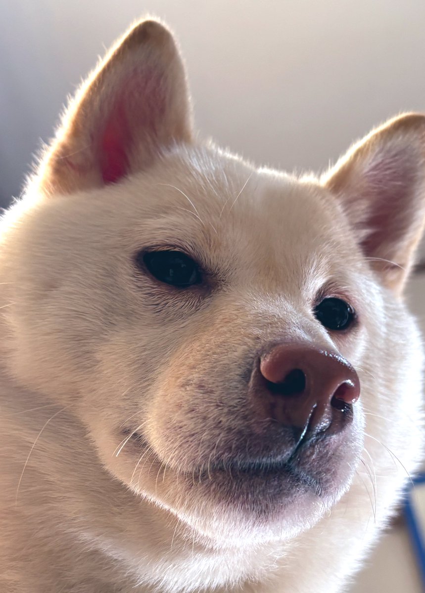 cosomecocoro's tweet photo. お腹にのられた
#柴犬 #犬 #白柴 https://t.co/NmxtCoEUje
