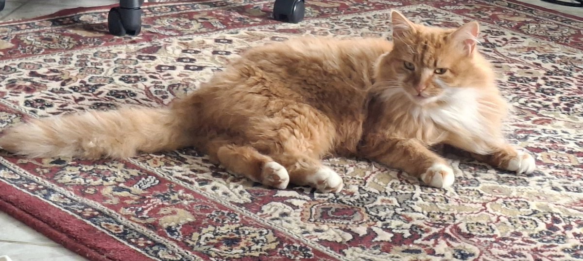 ☠️🌹Μπουφόνιον🌹☠️ tweet media