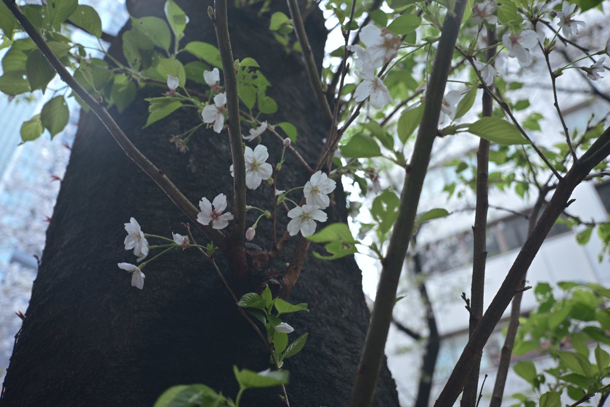 うよったん🐰🍒 tweet media