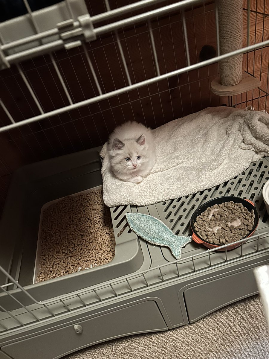 猫狂い人 tweet media