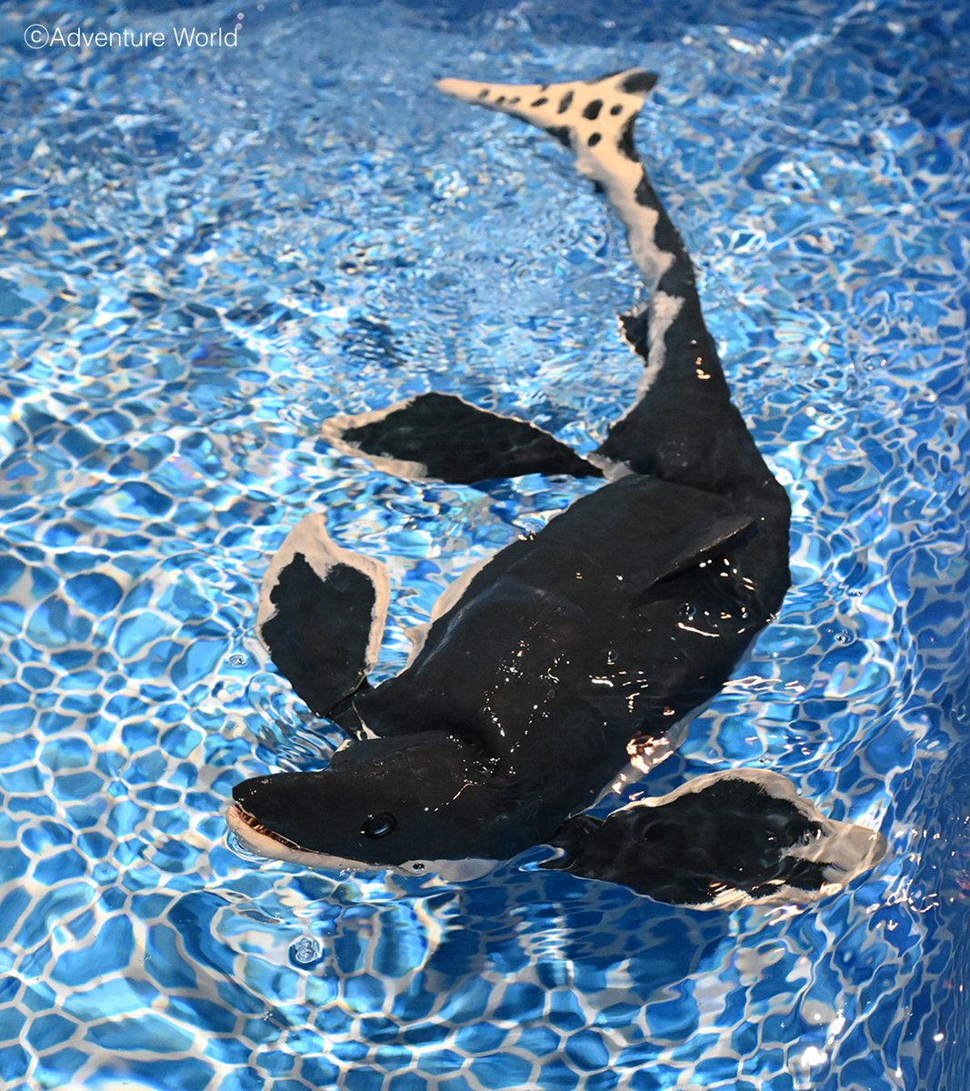 アドベンチャーワールド 公式 tweet media