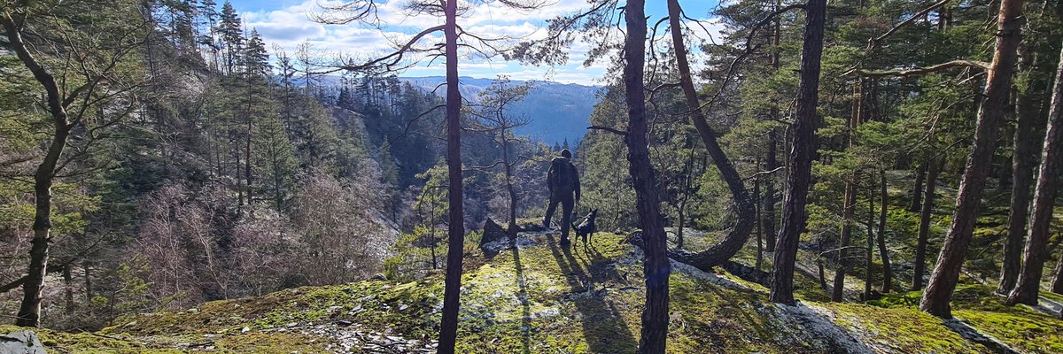 Alces ᛉ tweet media