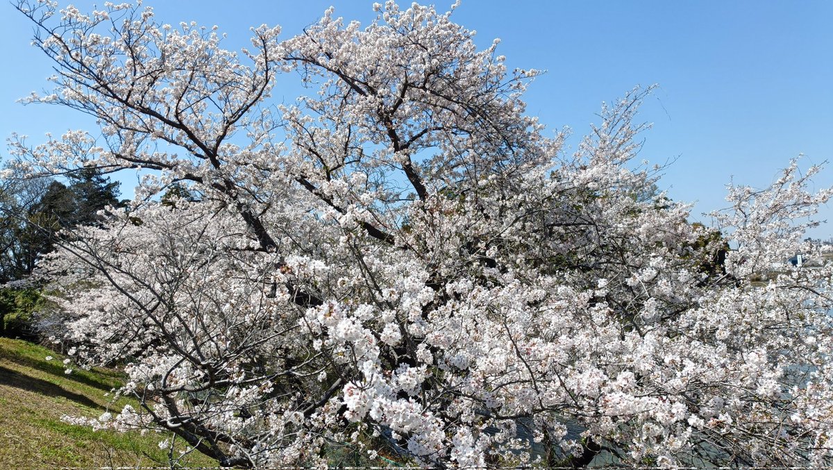 双子魚座のなつめ tweet media