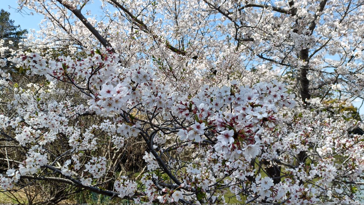 双子魚座のなつめ tweet media