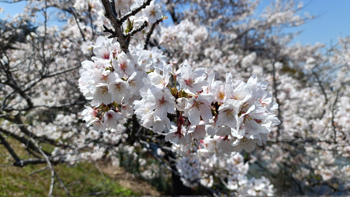 双子魚座のなつめ tweet media