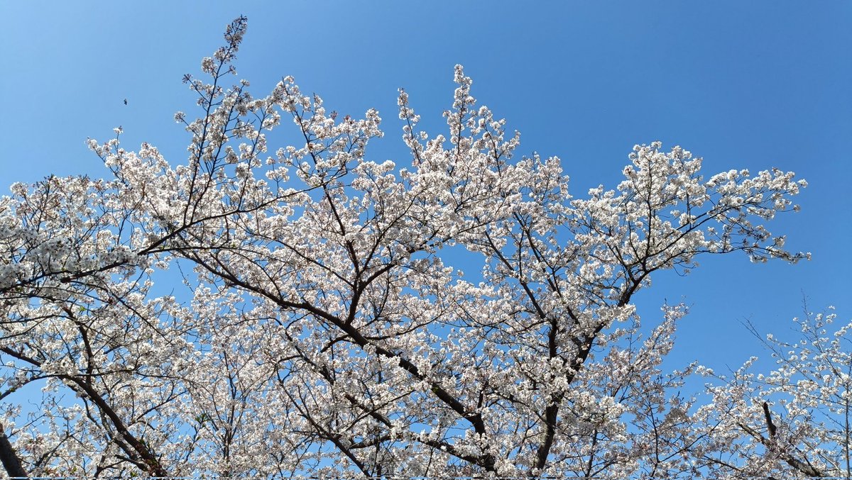 双子魚座のなつめ tweet media