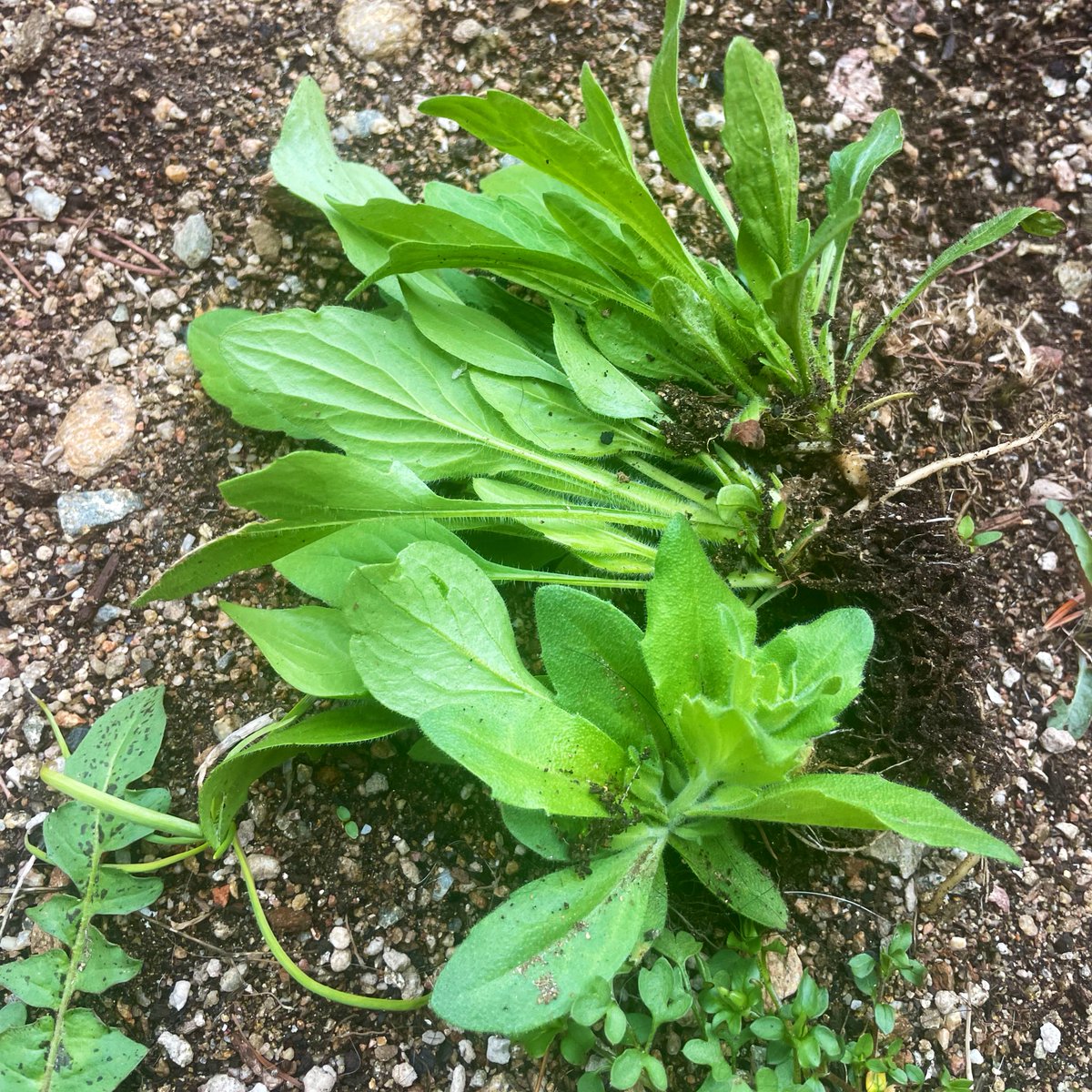 박작가 tweet media