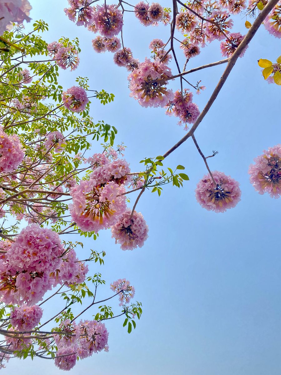 로제🌹 tweet media