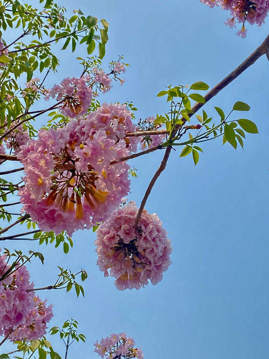 로제🌹 tweet media