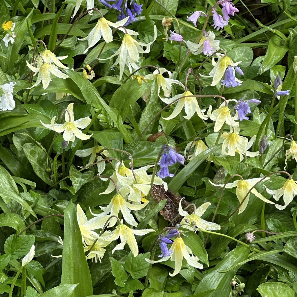 RAGriggsauthor's tweet image. Dogtooth violets(Erythronium) flowering at Dartington yesterday. 

I looked them up. Apparently you can eat the leaves raw in salad, or boiled and the bulb is the source of a starch used in making vermicelli.  

#flowers #SpringFlowers