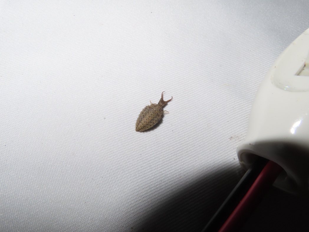 オオスズメバチ好き tweet media