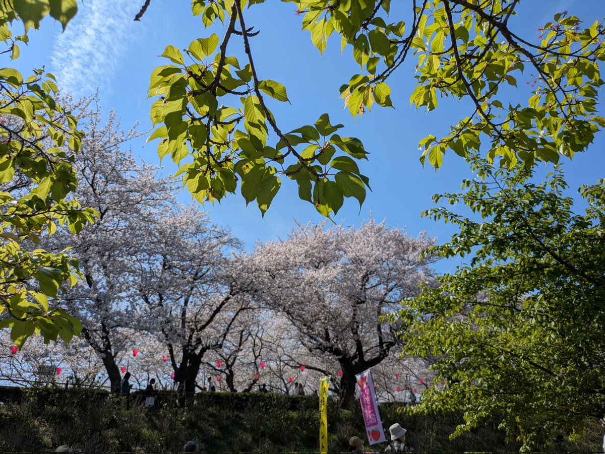 🍀四つ葉のクローバー🍀アイコンは私のデザインなので使用禁止 tweet media