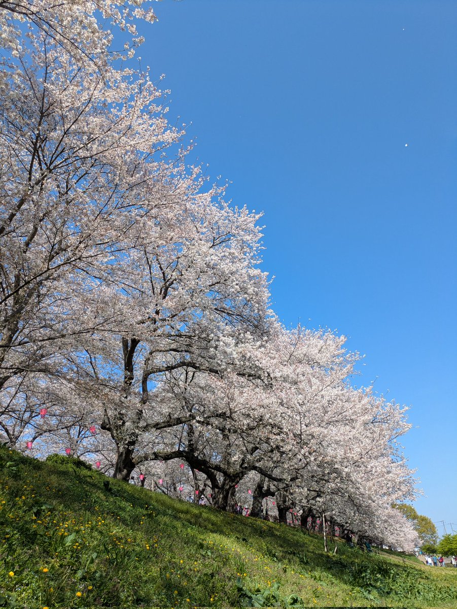 🍀四つ葉のクローバー🍀アイコンは私のデザインなので使用禁止 tweet media