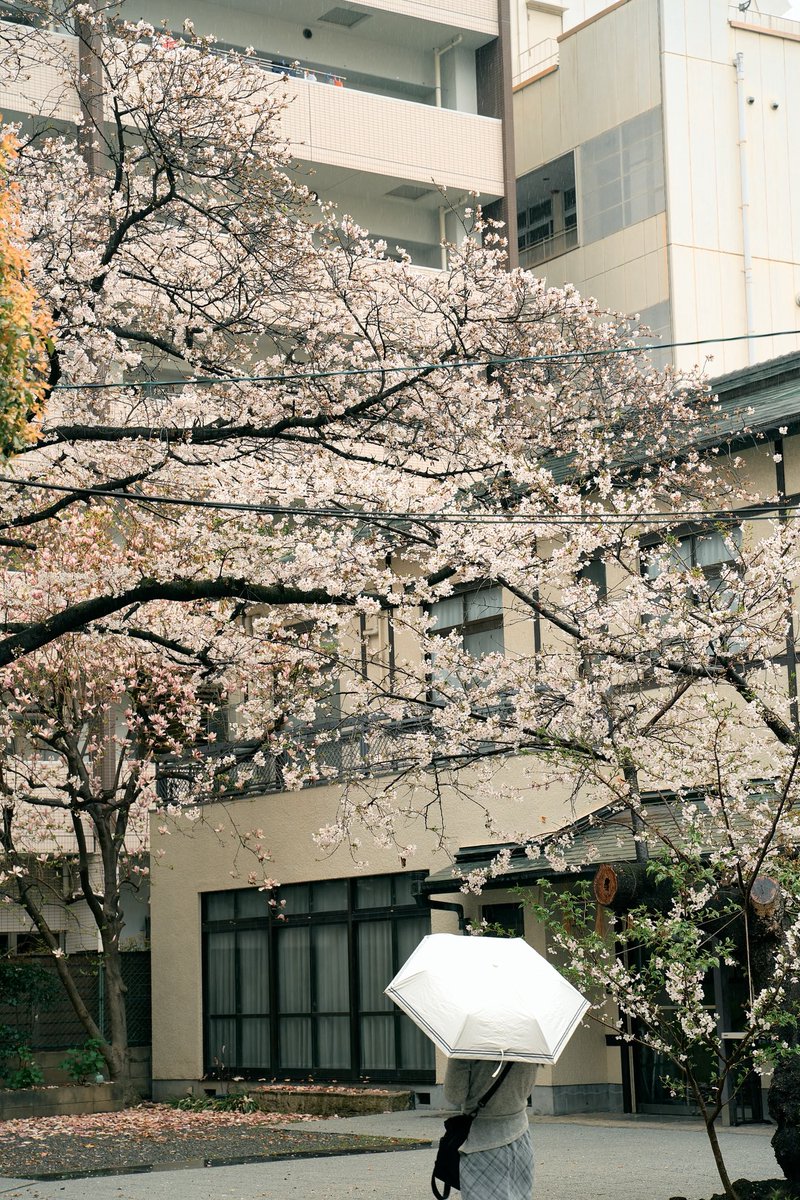 allsync_jp's tweet photo. Namba in the rain🕴️☂️ https://t.co/X1eFulQjkI