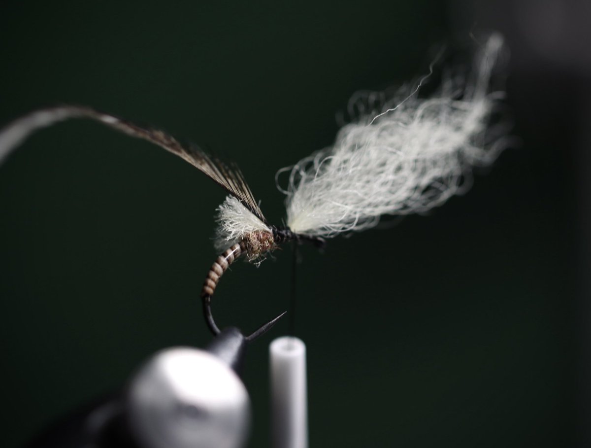 にょこ tweet media