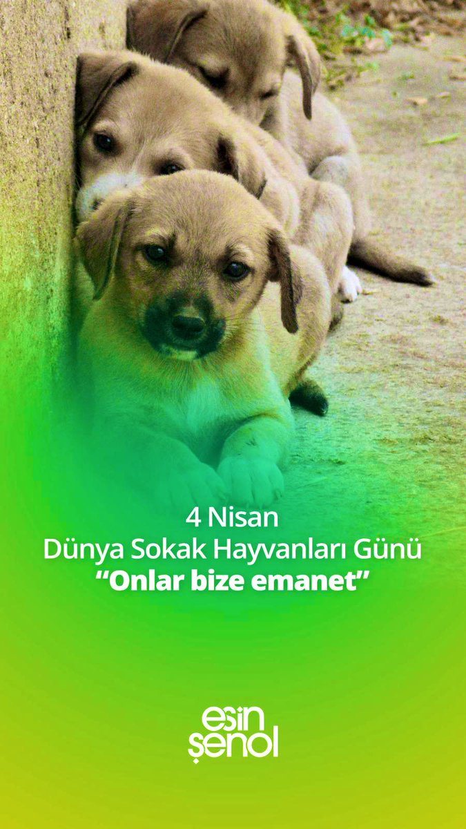#dünyasokakhayvanlarıgünü