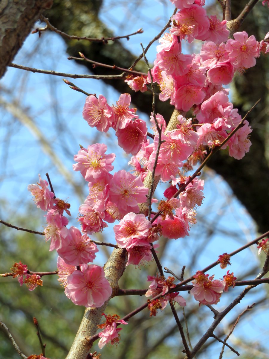 hitomihcx's tweet photo. Kameyama Park/亀山公園/2026.03.28
#Kyoto #京都 #arashiyama #嵐山
#KameyamaPark #亀山公園
#ArashiyamaPark #嵐山公園
#NearbyPark #近所の公園
#CherryBlossoms #桜
#PlumBlossom #梅
#JapaneseAndromeda #馬酔木 #アセビ
#Azalea #ツツジ #躑躅
#ThreeLeafAzalea #ミツバツツジ
#MountainAzalea #ミヤマツツジ