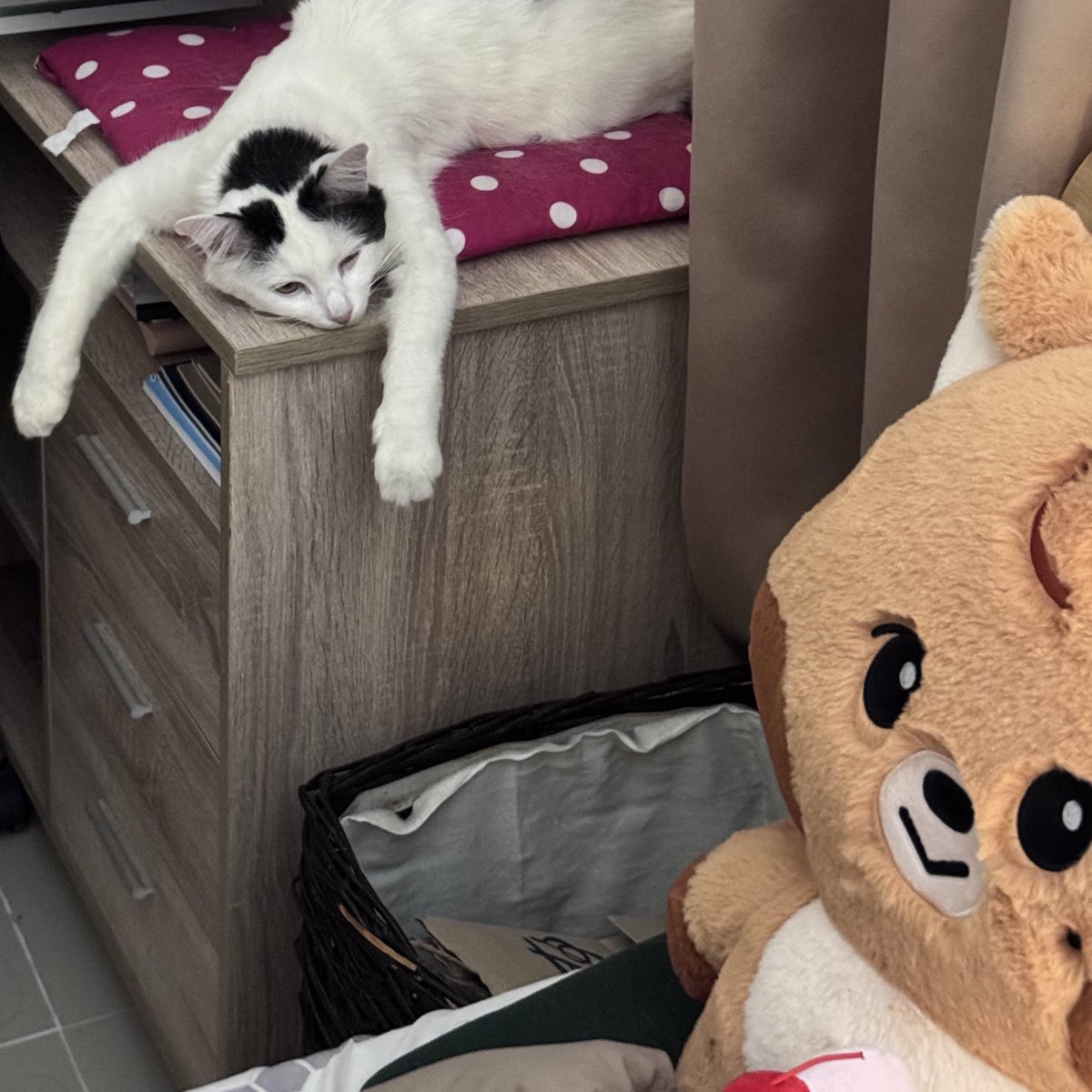 ハリン‎ tweet media