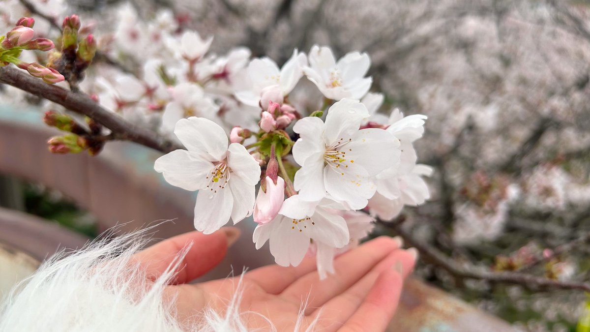 新人広報のよな｜ライブ配信勉強中 tweet media