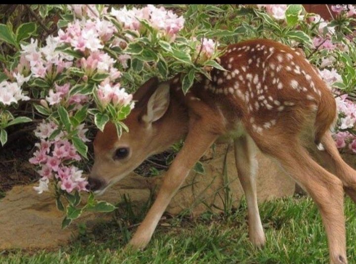 Moon_Petal Jaypril♡ tweet media