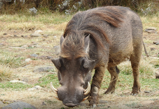 History of Eritrea🇪🇷ታሪኽ ኤርትራ.تاريخ إريتريا tweet media