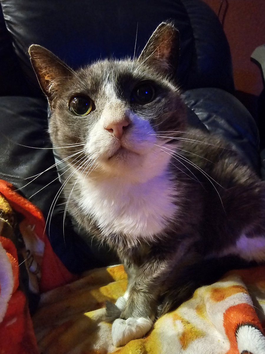 Ringo🌈, Neeko, Aether, Daxter, Sea Bass tweet media