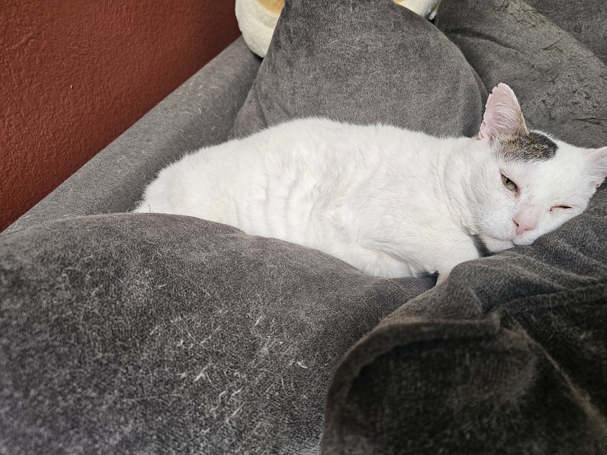 Ringo🌈, Neeko, Aether, Daxter, Sea Bass tweet media