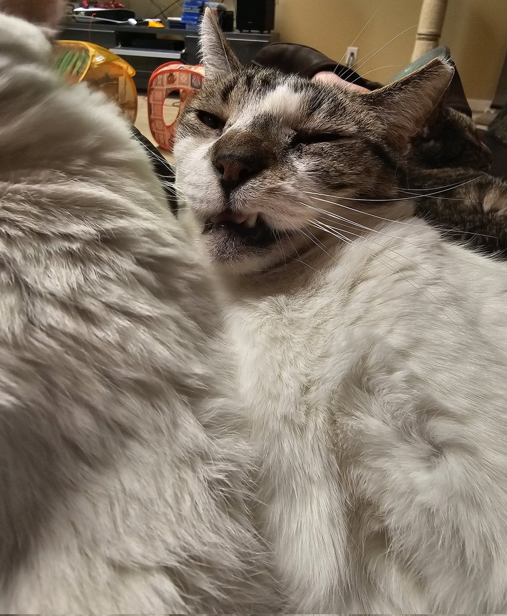 Ringo🌈, Neeko, Aether, Daxter, Sea Bass tweet media