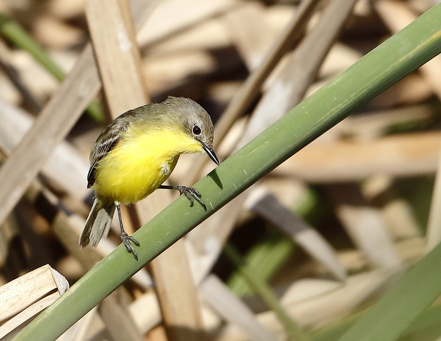 Aves do Brasil tweet media