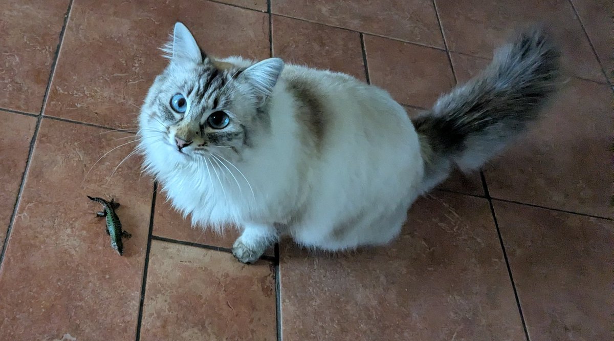 TrattoMale 🇵🇸🗣 tweet media