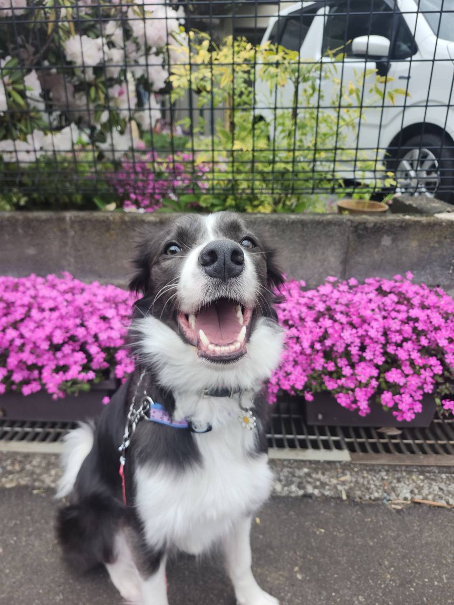 🐾バフェ ボブ ロッタ お茶🐾 tweet media