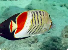 History of Eritrea🇪🇷ታሪኽ ኤርትራ.تاريخ إريتريا tweet media