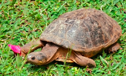 History of Eritrea🇪🇷ታሪኽ ኤርትራ.تاريخ إريتريا tweet media