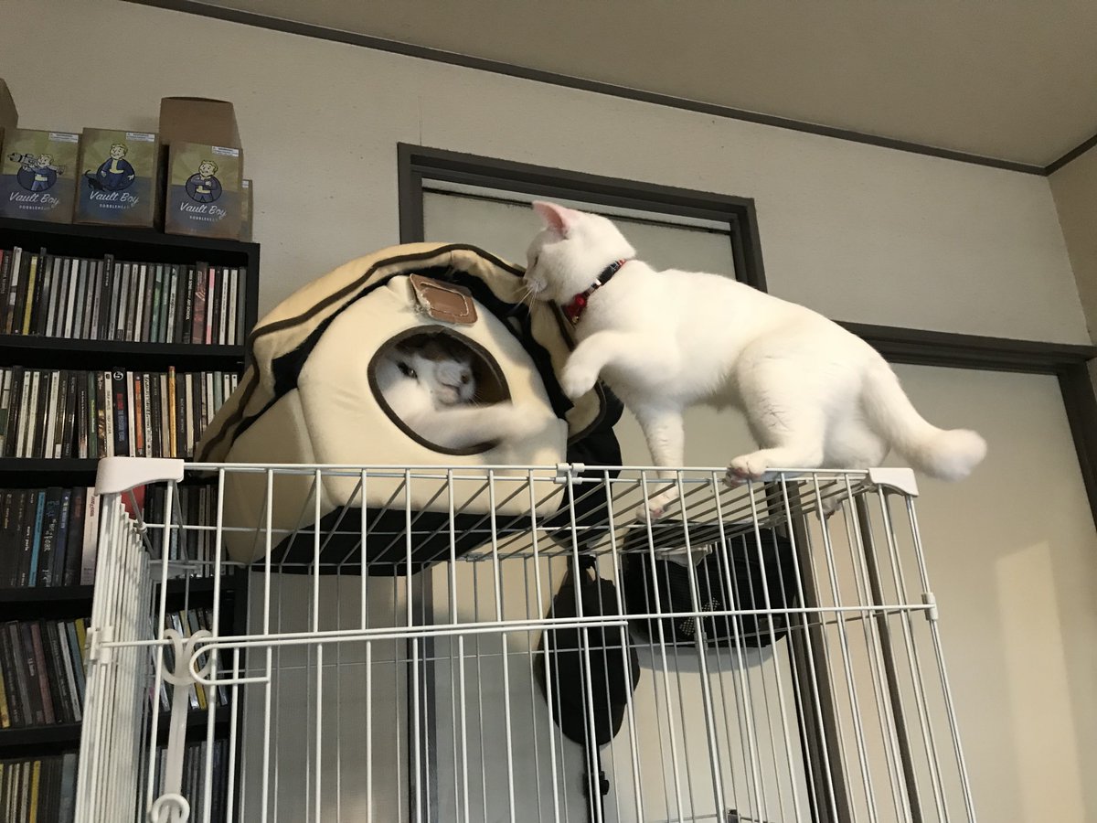 猫の命日。悲しいのはしんどいのでも今年は面白エピソードで。当時妹猫が1日入院した時、普段は近寄りもしない妹猫の家形ベッドに(入院を知らないはずなのに)先住猫が唐突に入りだして嬉しそうにご機嫌になっていた。ずっと入ってみたかったんだと思う笑 
妹猫が帰宅後バレてツメられてた(無視w)