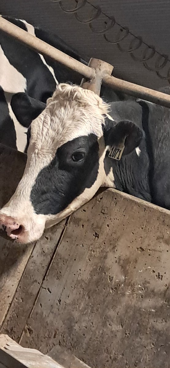 StarvinKanuck tweet media