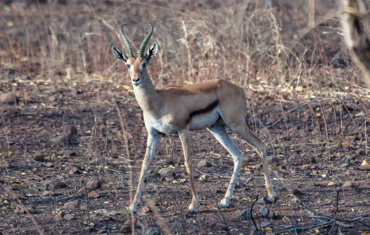 History of Eritrea🇪🇷ታሪኽ ኤርትራ.تاريخ إريتريا tweet media
