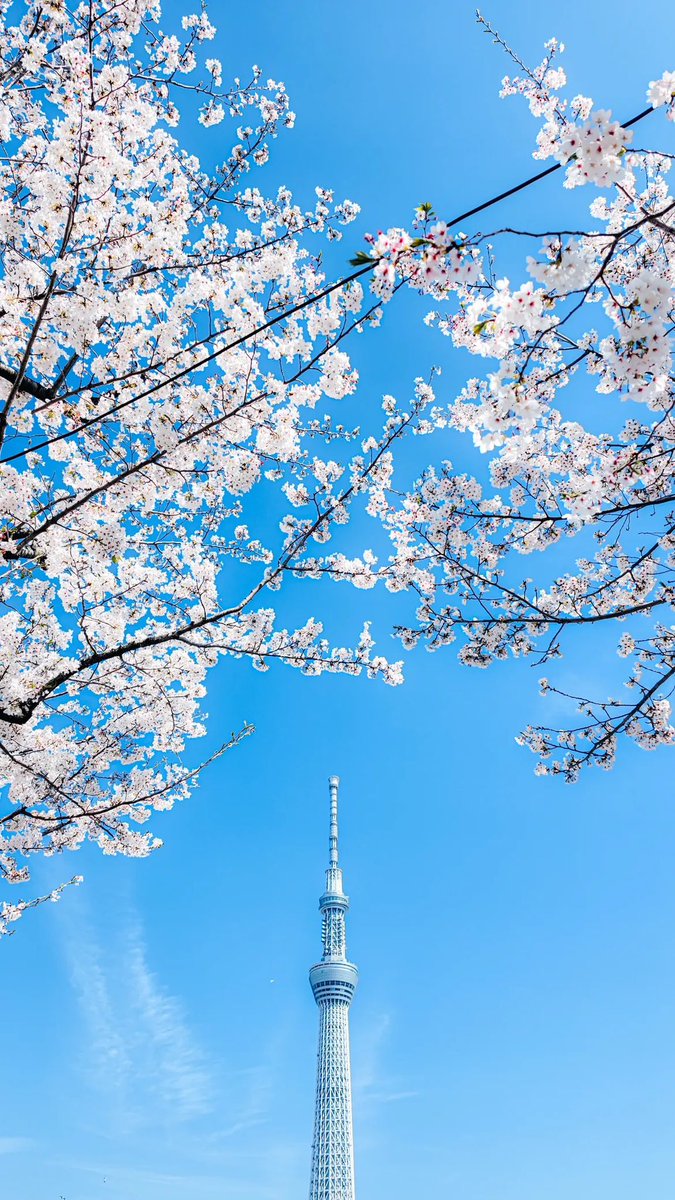 wian_1112's tweet image. Pengin pergi ke jepang 🇯🇵 pinjem pintu doraemon boleh kali ya 🤣🐱💙🤍

#Jepang #Sakura #Cherryblossom