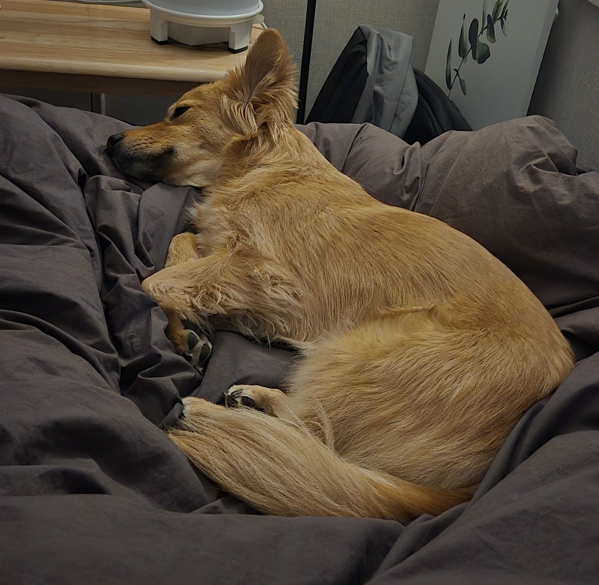 시루의 하루 tweet media