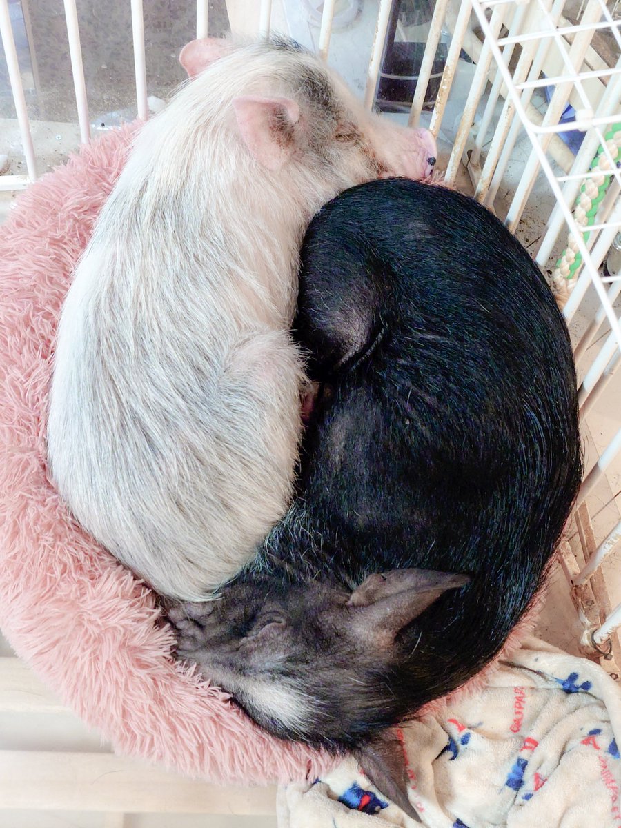 桃伽らめる_AtMakeLab🐽🐽 tweet media