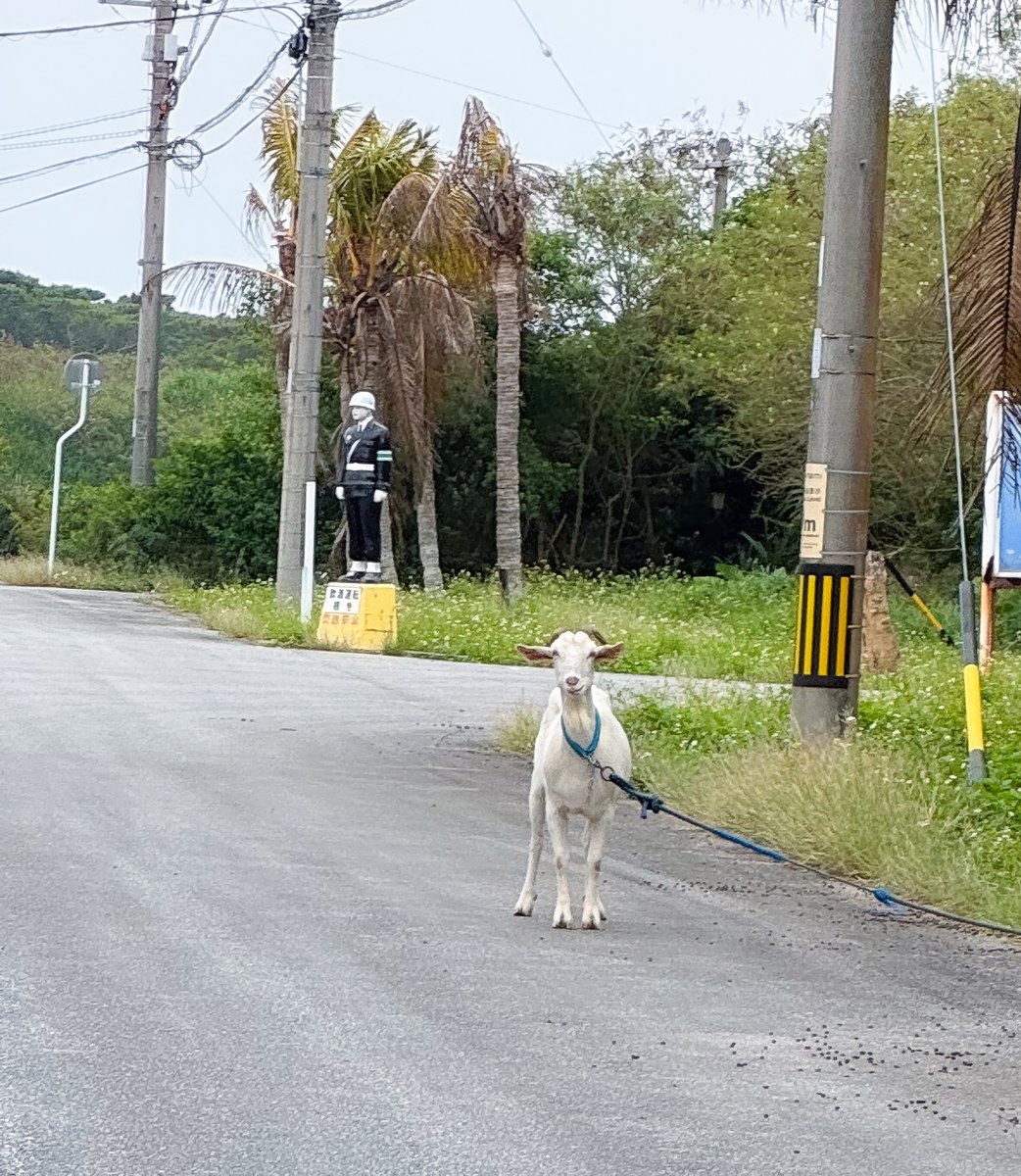 大迫淳英/音旅演出家 tweet media