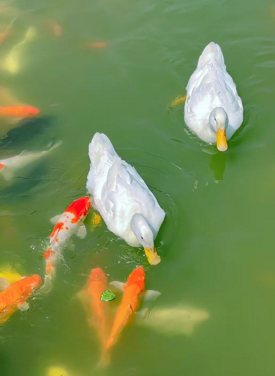 钓秋水（互fo互赞）冲八千 tweet media