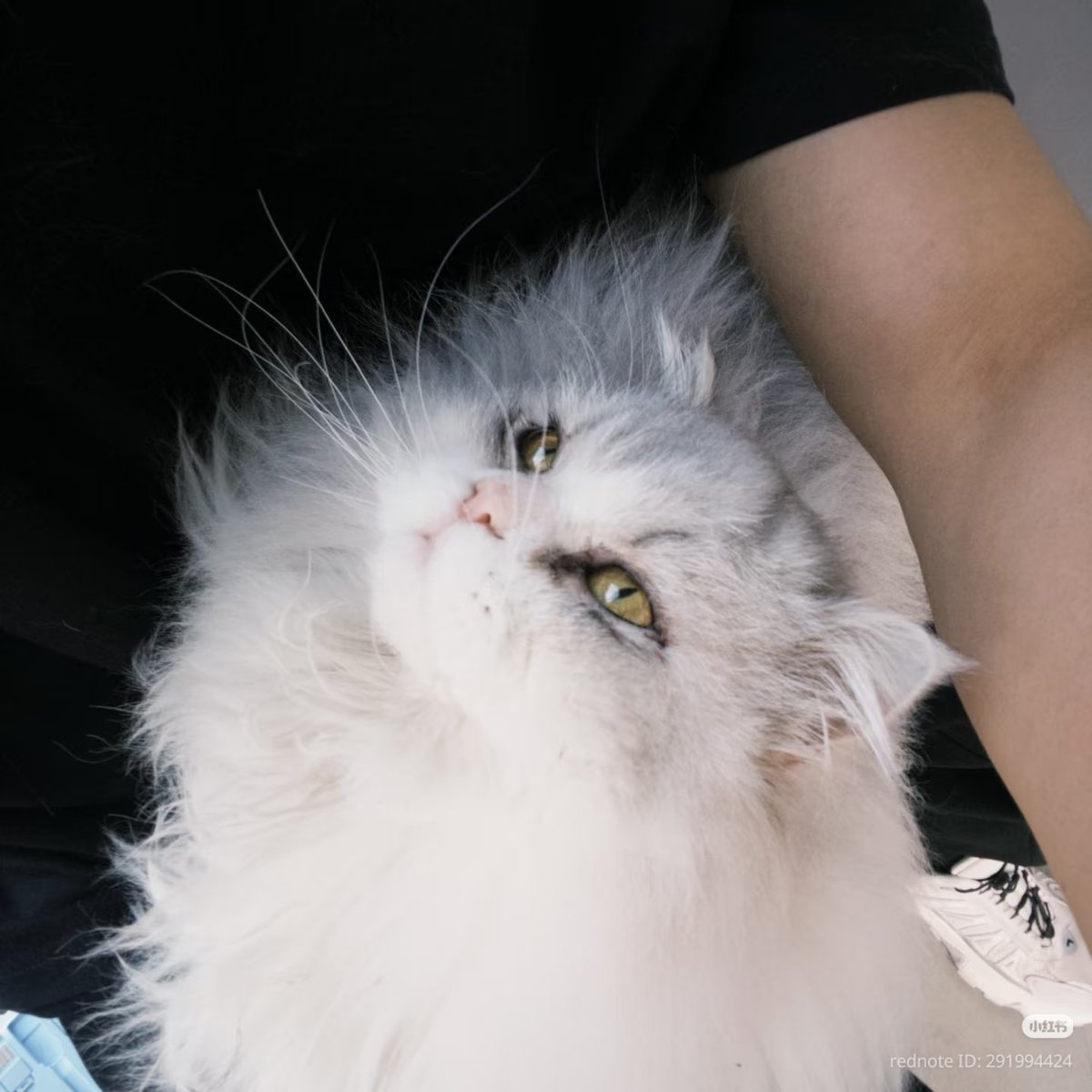 แมวส้มจิ² 希衍 🧡 tweet media