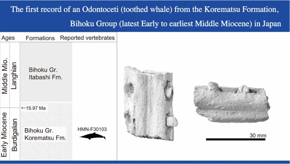 Paleont_Res's tweet photo. PR PUB. INF.
A short report of the first record of an Odontoceti (toothed whale) from the Korematsu Formation, Bihoku Group (latest Early to earliest Middle Miocene) in Japan
Yoshihiro Tanaka, Takanobu Yamaoka, Hitoshi Ohzawa, Tomomi Kiyoshi
https://t.co/lHA1lRSnig https://t.co/yKVwVuOvxp