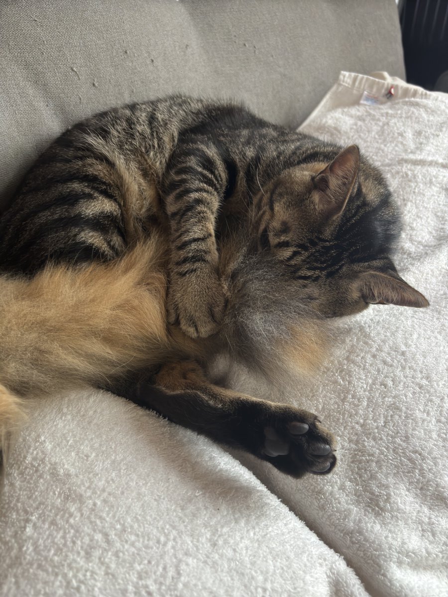 0円× 3猫 ＝ ♾️